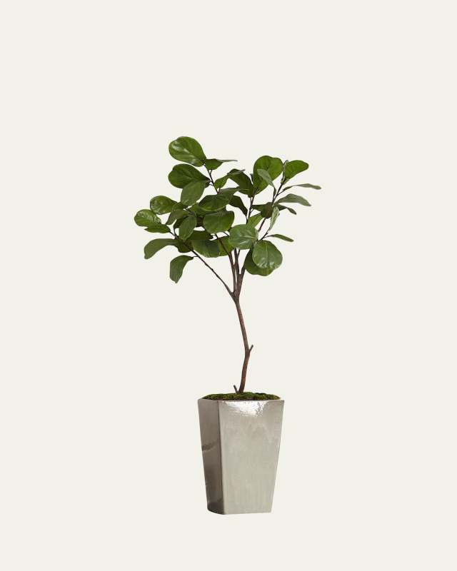 Tarro Fig Tree
